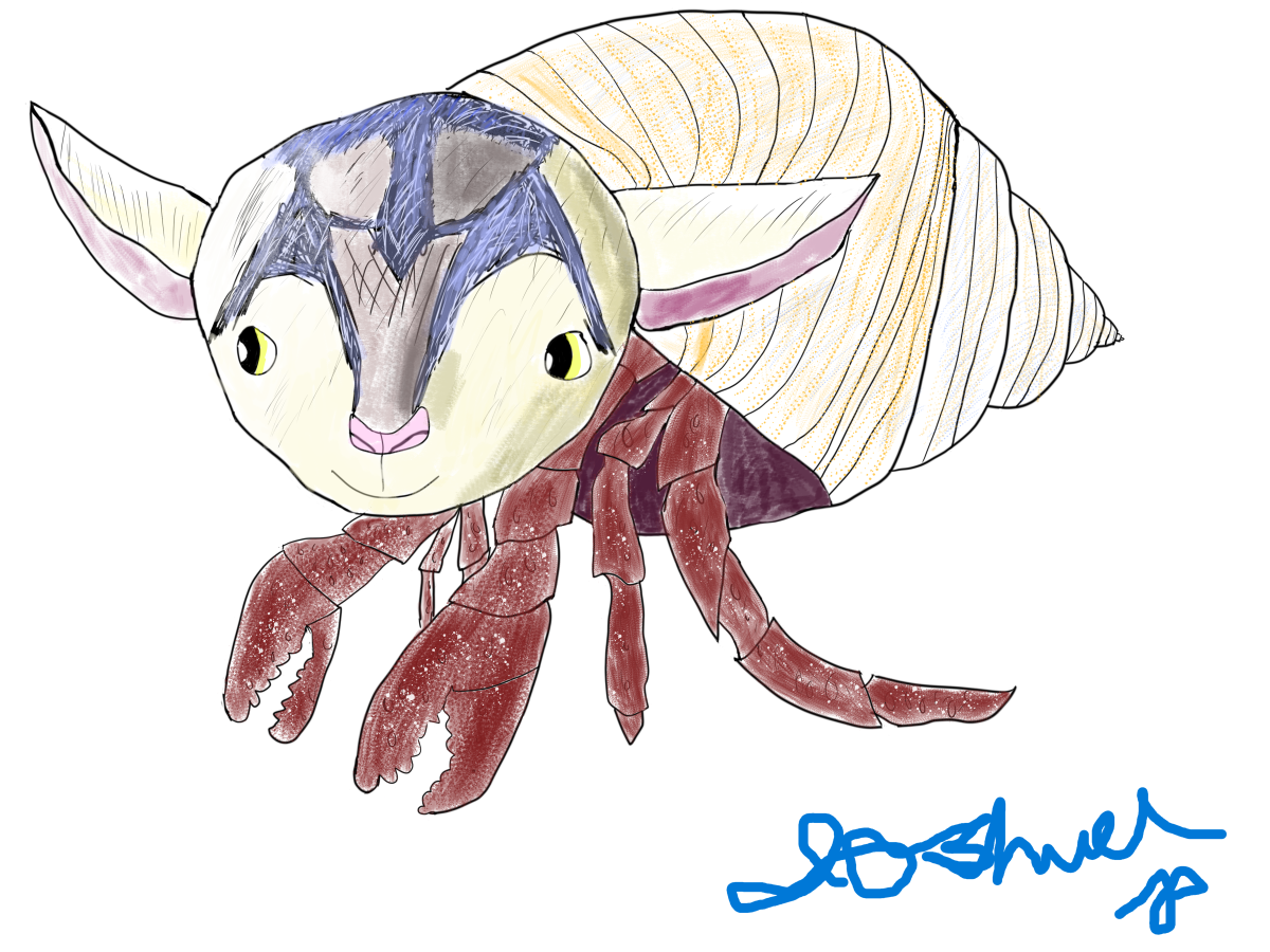 The Goat Crab with a lightly colored shell